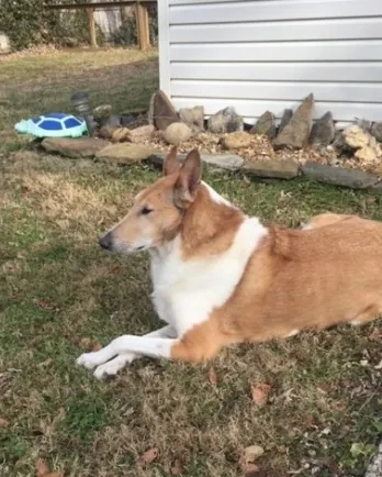 Brown and white collie mix Ridge