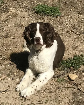Black and white springer Riley
