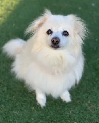 fluffy white pomeranian smiling