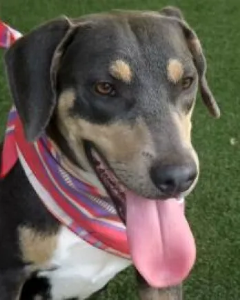 Black and brown hound mix Savannah