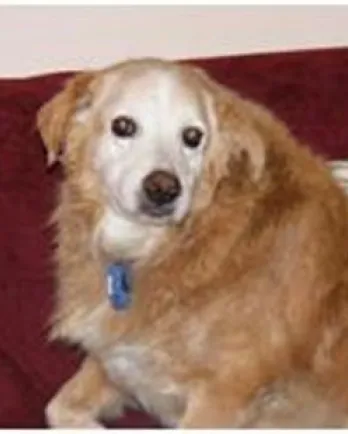 Snickers, a Golden Retriever, now deceased