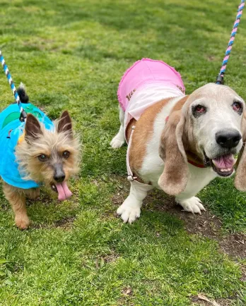 yorkie and bassett hound