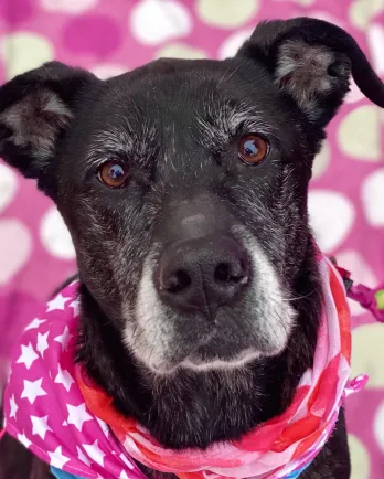 black dog with grey muzzle and pink background