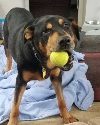 Rottweiler Storm with tennis ball