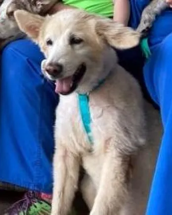 Golden retriever mix Tasha
