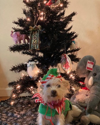 maltese dressed as an elf under the Christmas tree
