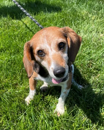 beagle in the grass