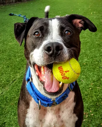 pit bull dog with tennis ball in mouth