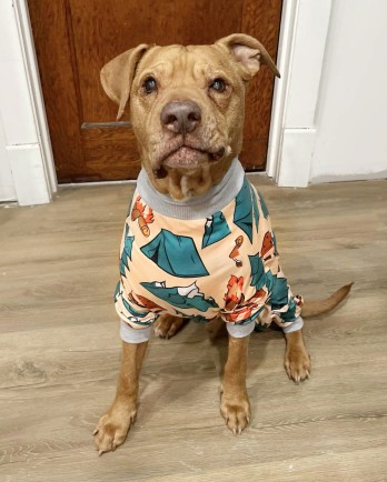 brown dog in pajamas
