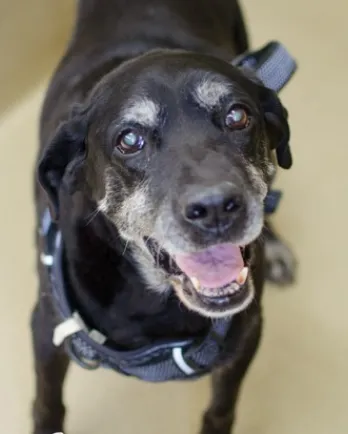black lab smiling at the camera