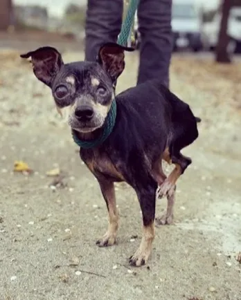 min pin with 3 legs