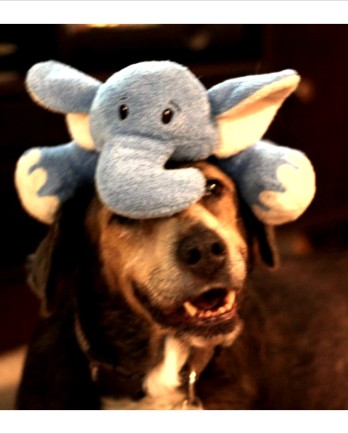 Abby and her wooby, a stuffed elephant, on her head