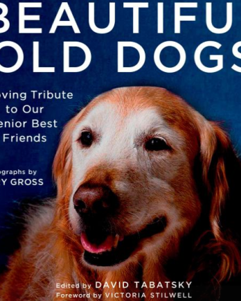 Beautiful Old Dogs, a loving tribute to our senior best friends, photography by Garry Gross