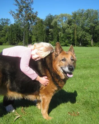 German shepherd grey outlet muzzle