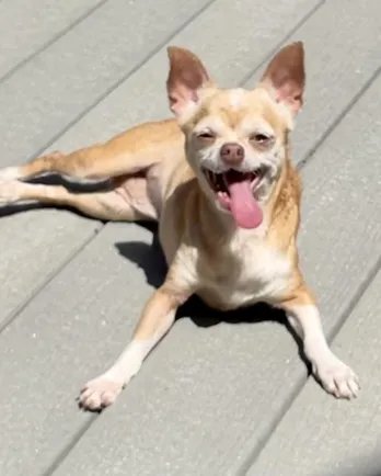 small scrappy dog laying on ground