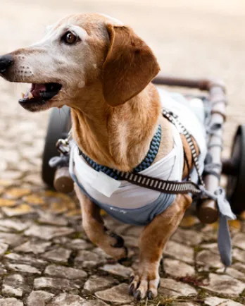 Old Dog with Wheels