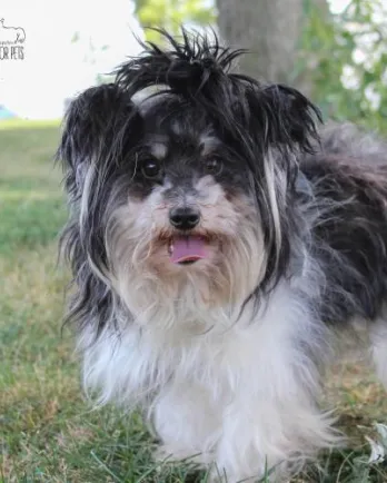 Black & white long haired dog standing on grass with mouth open