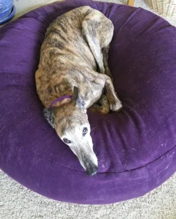 Peter, resting on a dog bed