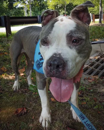 smiling pit bull