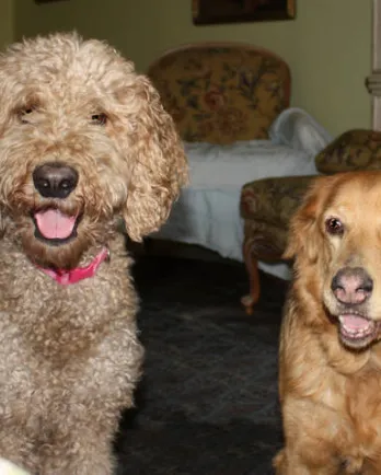 Reggie, recovered and happy, with canine buddy, Gracie