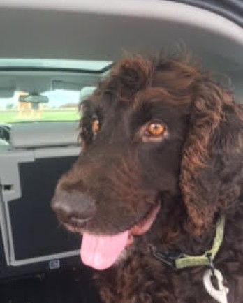 Brown dog with curly hair sitting in a car.