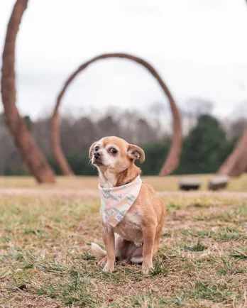 dog posed under stone rings