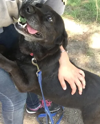 Black lab mix turned toward person standing up and petting her.