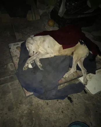 Scooby lying down on porch