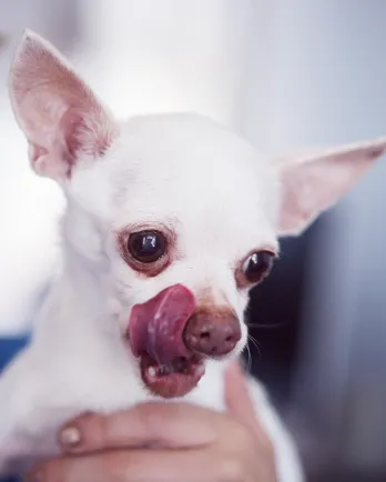 White Chihuahua