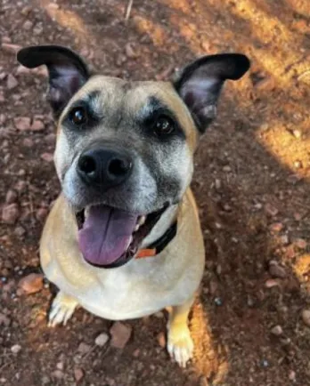 dog making eye contact outside
