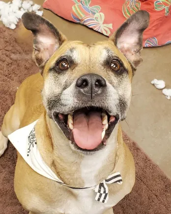 pit bull mix making eye contact