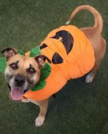 dog dressed as jack-o-lantern