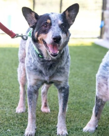 cattle dog smiling