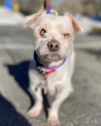 Little white dog Alfred