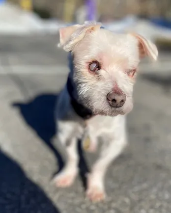 Little white dog Alfred