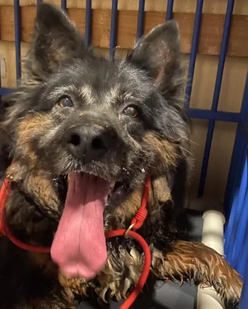Shepherd Collie mix Andi