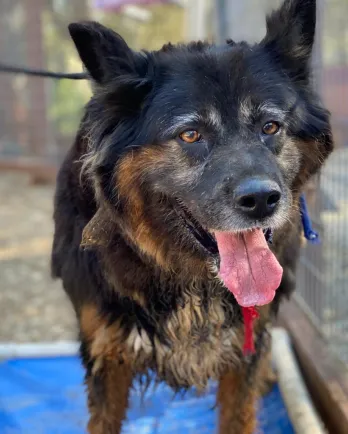Shepherd Collie mix Andi