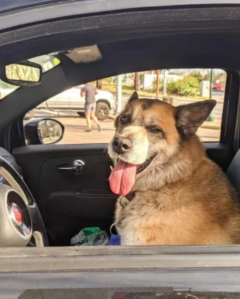 Shepherd mix Angie in the car