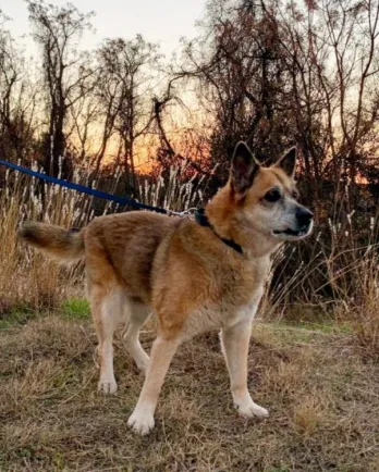 Shepherd mix Angie outside