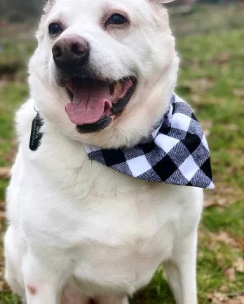 White lab mix Anna