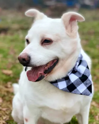 White lab mix Anna