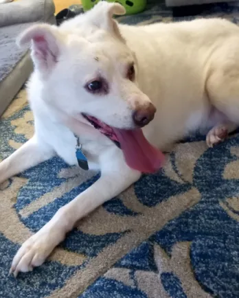 White lab mix Anna