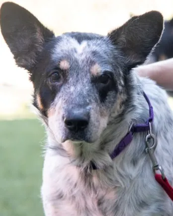 cattle dog