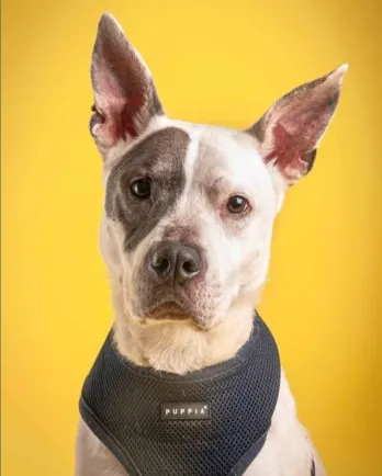white pit bull terrier with yellow background