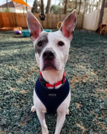 pit bull terrier inside