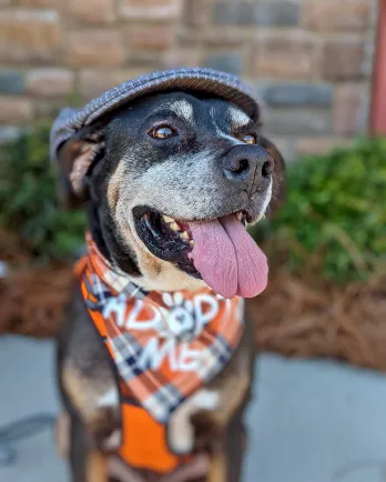 brown and black dog wearing bandana