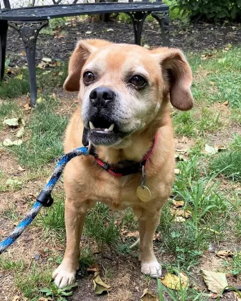 tan puggle