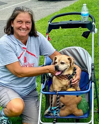 puggle in dog stroller