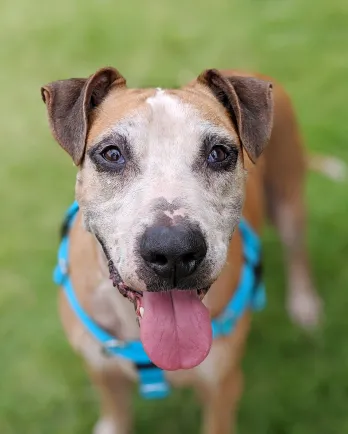 Mixed breed dog Baylord