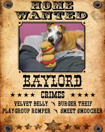 Mixed breed dog Baylord